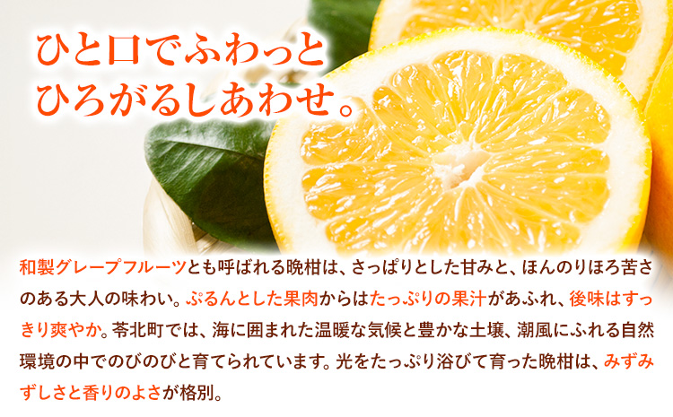 先行予約 みかん 晩柑 10kg 高橋商店《2026年3月下旬-7月上旬頃出荷》熊本県 苓北町 柑橘 かんきつ 果物 フルーツ 送料無料---reihoku_ths_20_10kg---