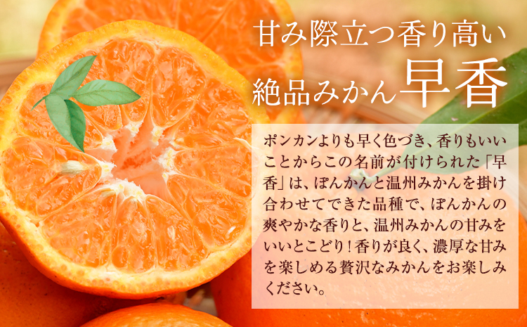 みかん 早香 5kg 髙橋商店《11月下旬-1月中旬頃出荷》熊本県 苓北町 柑橘 かんきつ 果物 フルーツ ポンカン 温州みかん 蜜柑---reihoku_ths_5_5kg---