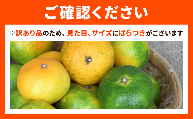 【先行予約】訳あり 果物 フルーツ みかん 極早生みかん ニュー日南「夢っ子」内容量 約5kg 都呂々みかん生産者グループ《2025年9月中旬-10月上旬頃出荷》 ミカン 蜜柑 柑橘 生産者直送 産地直送 天草 苓北 送料無料 熊本県【配送不可地域あり】---reihoku_trm_7_5kg---
