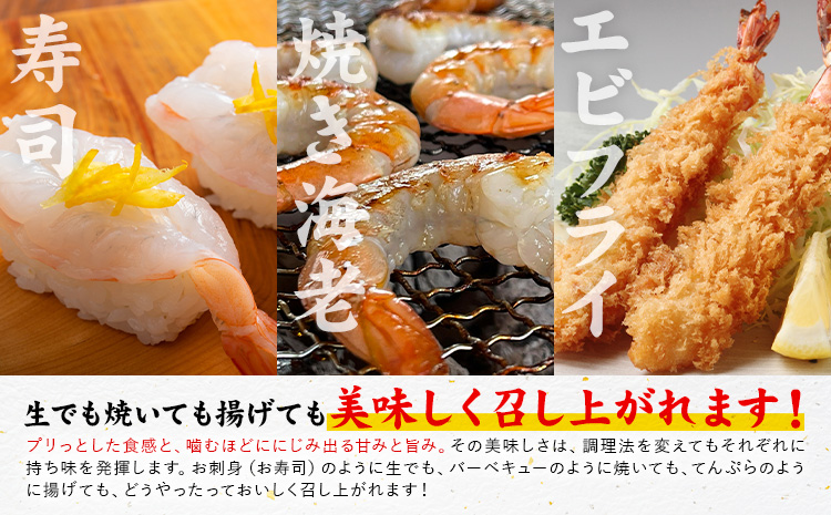 天草産 天然車海老 約400g 海鮮 海産物 海の幸 シーフード 海老 エビ えび クルマエビ 車海老 車エビ 車えび 《30日以内に出荷予定(土日祝除く)》熊本県 苓北町 天草 天草漁業協同組合苓北支所 ---aa02r605---st-p