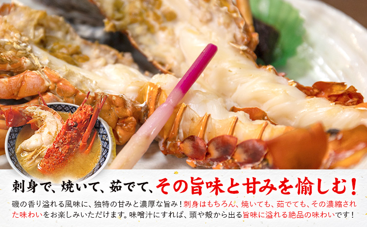 天草産 天然伊勢海老 一尾（半身カット×２個） 海鮮 海産物 海の幸 シーフード 海老 エビ えび 伊勢海老 《30日以内に出荷予定(土日祝除く)》 熊本県 苓北町 天草 天草漁業協同組合苓北支所 ---aa03r605---st-p