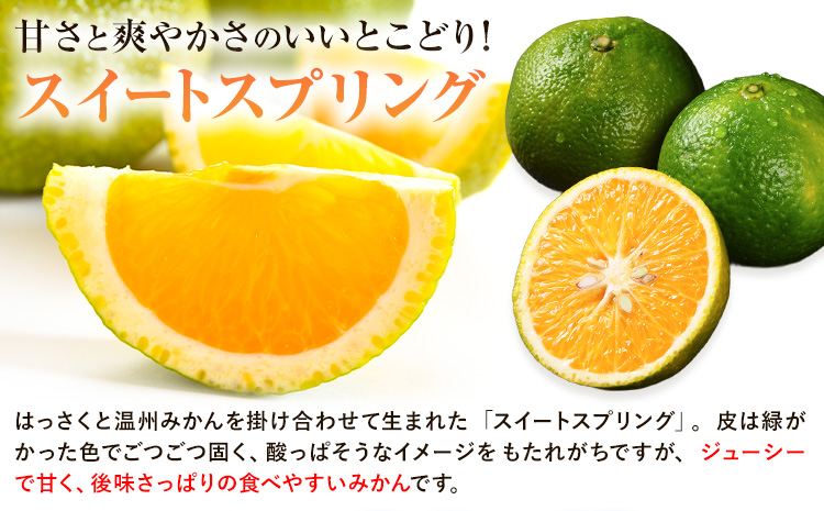 【先行予約】スイートスプリング約5kg 柑橘 かんきつ 果物 フルーツ 品種 生産者直送 産地直送 南国 潮風 天草 西海岸 苓北 都呂々 国産 九州 熊本県 送料無料《2025年12月上旬-2026年1月下旬頃出荷予定》---reihoku_trm_13_5kg---