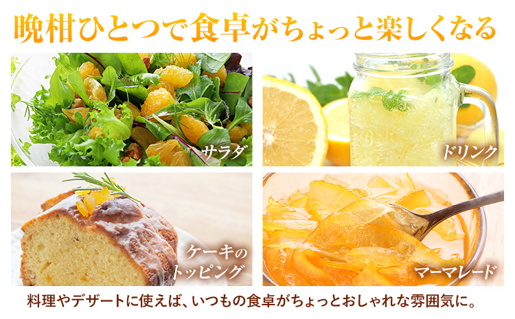 先行予約 みかん 晩柑 10kg 高橋商店《2026年3月下旬-7月上旬頃出荷》熊本県 苓北町 柑橘 かんきつ 果物 フルーツ 送料無料---reihoku_ths_20_10kg---