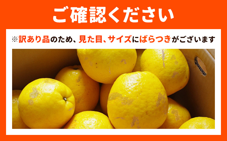 【先行予約】訳あり ご家庭用 柑橘 天草晩柑 約4㎏ あまくさ晩柑 晩柑 ばんかん 天草 西海岸 苓北 都呂々 南国 潮風 国産 九州 熊本 果物 フルーツ 送料無料 都呂々みかん生産者グループ《2026年3月上旬-5月下旬頃出荷》---reihoku_trm_3_4kg---