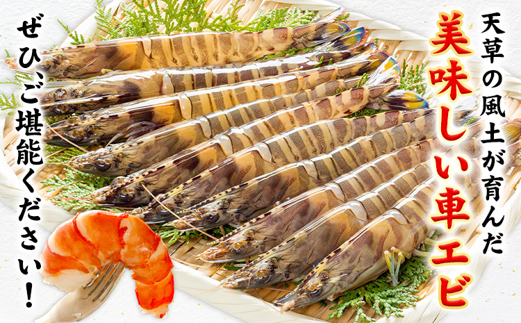 天草産 天然車海老 約400g 海鮮 海産物 海の幸 シーフード 海老 エビ えび クルマエビ 車海老 車エビ 車えび 《30日以内に出荷予定(土日祝除く)》熊本県 苓北町 天草 天草漁業協同組合苓北支所 ---aa02r605---st-p