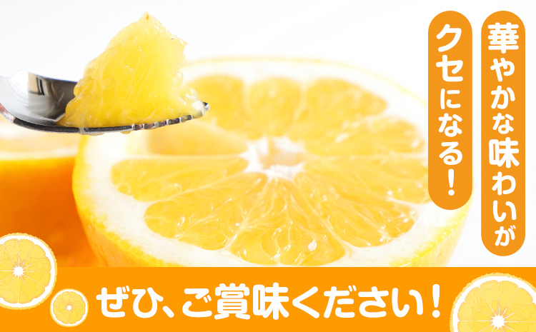 【先行予約】柑橘 天草晩柑 約 10kg あまくさ晩柑 晩柑 ばんかん 天草 西海岸 苓北 都呂々 南国 潮風 国産 九州 熊本 果物 フルーツ １０キロ 送料無料《2026年3月上旬-5月下旬頃出荷予定》---reihoku_trm_2_10kg---