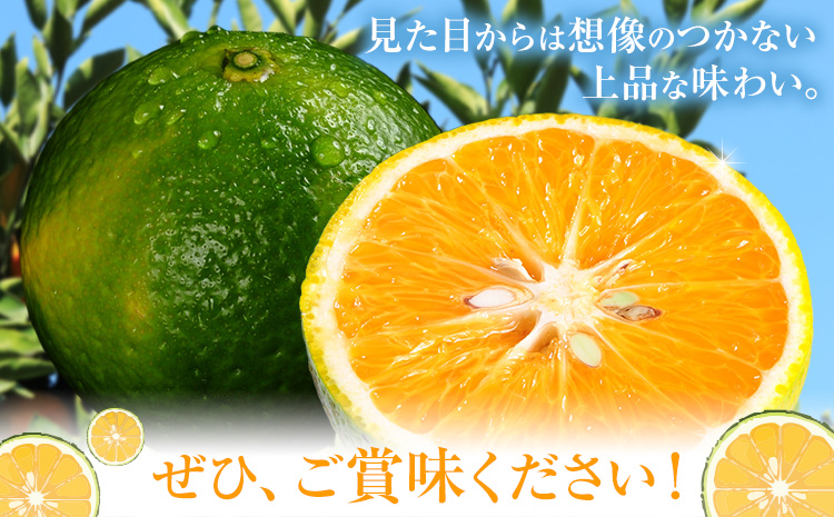 【先行予約】スイートスプリング約5kg 柑橘 かんきつ 果物 フルーツ 品種 生産者直送 産地直送 南国 潮風 天草 西海岸 苓北 都呂々 国産 九州 熊本県 送料無料《2025年12月上旬-2026年1月下旬頃出荷予定》---reihoku_trm_13_5kg---