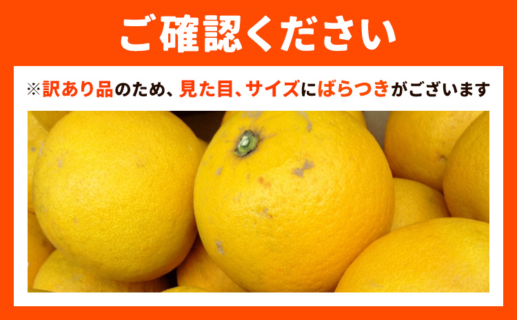 【先行予約】訳あり パール柑 約4kg 都呂々みかん生産者グループ《2026年3月上旬-4月中旬頃出荷予定》熊本県 苓北町 みかん 果物 フルーツ---reihoku_trm_19_4kg---