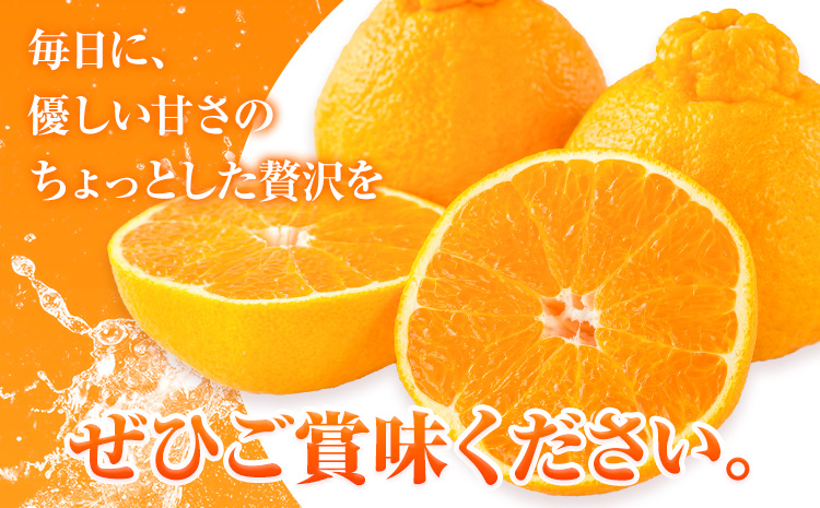 先行予約 みかん 不知火 3kg 高橋商店《2026年1月下旬-5月中旬頃出荷》熊本県 苓北町 柑橘 かんきつ 果物 フルーツ しらぬい 送料無料---reihoku_ths_14_3kg---