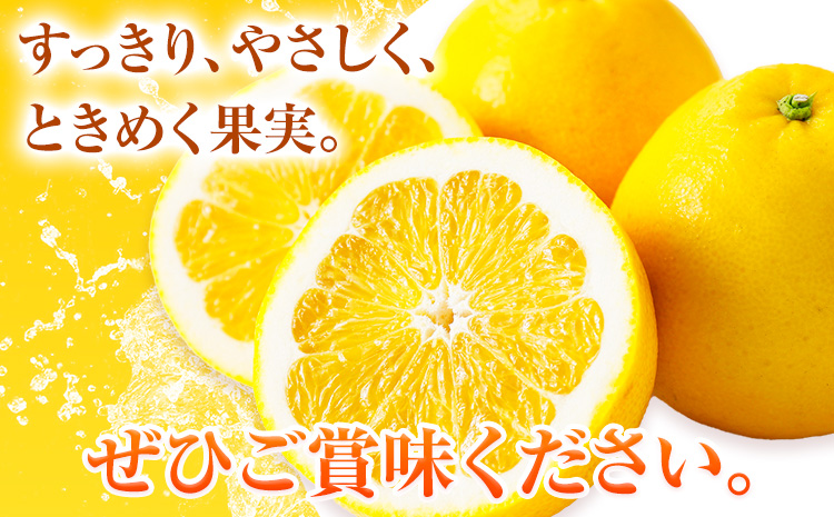 先行予約 みかん 晩柑 10kg 高橋商店《2026年3月下旬-7月上旬頃出荷》熊本県 苓北町 柑橘 かんきつ 果物 フルーツ 送料無料---reihoku_ths_20_10kg---