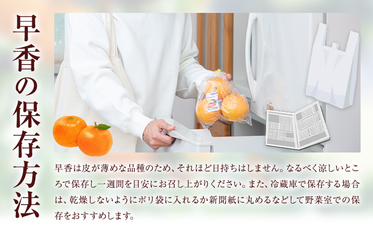 みかん 早香 5kg 髙橋商店《11月下旬-1月中旬頃出荷》熊本県 苓北町 柑橘 かんきつ 果物 フルーツ ポンカン 温州みかん 蜜柑---reihoku_ths_5_5kg---