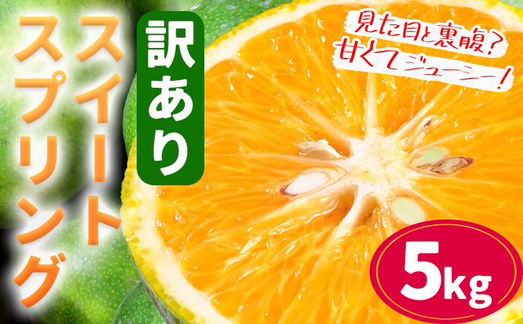 【先行予約】訳あり ご家庭用 スイートスプリング 約5kg 柑橘 かんきつ 果物 フルーツ 品種 生産者直送 産地直送 南国 潮風 天草 西海岸 苓北 都呂々 国産 九州 熊本県 送料無料《2025年12月上旬-2026年1月下旬頃出荷》---reihoku_trm_15_5kg---