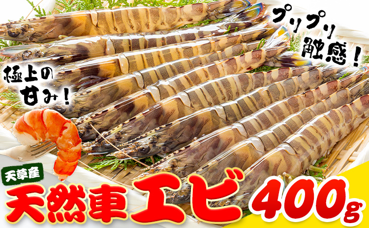 天草産 天然車海老 約400g 海鮮 海産物 海の幸 シーフード 海老 エビ えび クルマエビ 車海老 車エビ 車えび 《30日以内に出荷予定(土日祝除く)》熊本県 苓北町 天草 天草漁業協同組合苓北支所 ---aa02r605---st-p