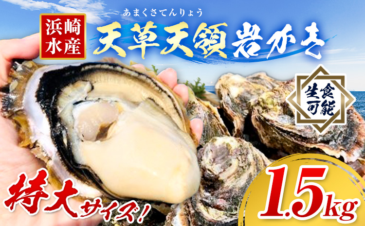 浜崎水産の天草天領岩かき 約1.5kg 《2026年4月上旬-7月末頃出荷予定》 【配送不可地域あり】 海鮮 海産物 海の幸 シーフード 魚貝類 かき 牡蠣 岩かき 岩牡蠣 夏牡蠣 生食用 生もの 濃厚 熊本県 苓北町---reihoku_hss_1_1500g---
