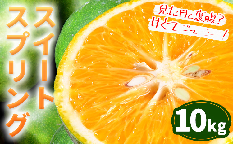 【先行予約】スイートスプリング 約 10kg 　柑橘 かんきつ 果物 フルーツ 品種 生産者直送 産地直送 南国 潮風 天草 西海岸 苓北 都呂々 国産 九州 熊本県 １０キロ 送料無料《2025年12月上旬-2026年1月下旬頃出荷予定》---reihoku_trm_14_10kg---