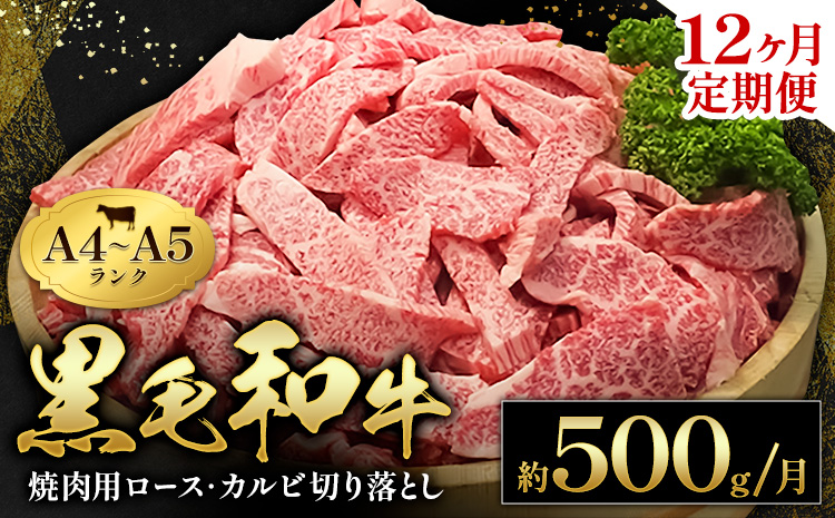 黒毛和牛 焼肉 ロース カルビ 切り落とし 500g 12ヶ月定期便 A4 ～ A5 ランク 《お申込み月の翌月から出荷開始》 ランプ ミスジ イチボ 特上 ミシュラン 国産 肉 牛肉 黒牛 天草 苓北 熊本 産地直送 送料無料---ac05r605-12---