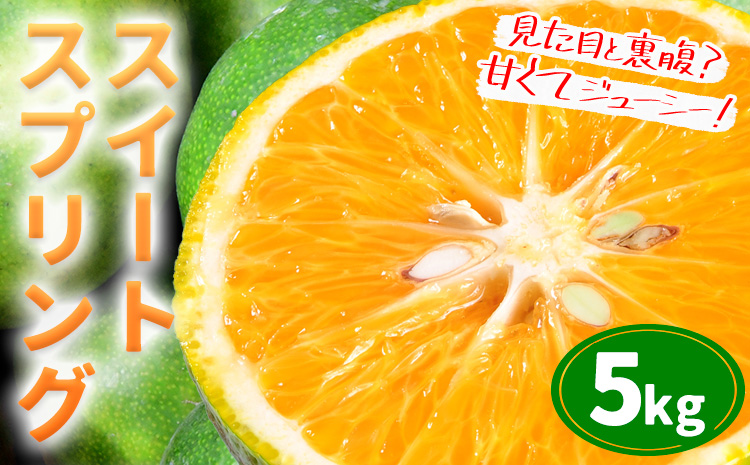【先行予約】スイートスプリング約5kg 柑橘 かんきつ 果物 フルーツ 品種 生産者直送 産地直送 南国 潮風 天草 西海岸 苓北 都呂々 国産 九州 熊本県 送料無料《2025年12月上旬-2026年1月下旬頃出荷予定》---reihoku_trm_13_5kg---