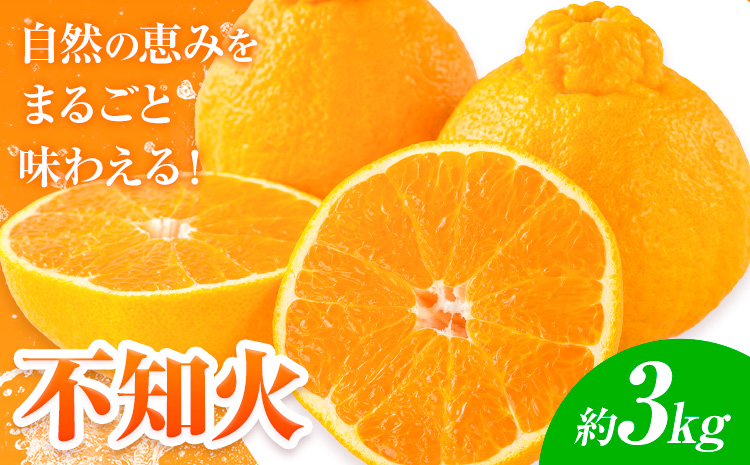 先行予約 みかん 不知火 3kg 高橋商店《2026年1月下旬-5月中旬頃出荷》熊本県 苓北町 柑橘 かんきつ 果物 フルーツ しらぬい 送料無料---reihoku_ths_14_3kg---