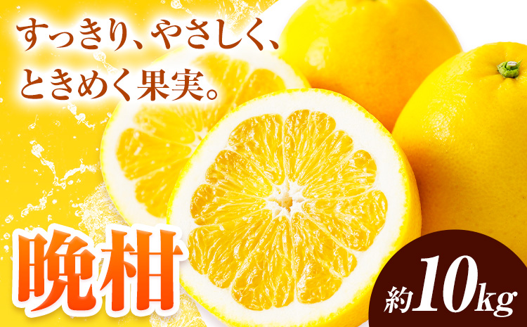 先行予約 みかん 晩柑 10kg 高橋商店《2026年3月下旬-7月上旬頃出荷》熊本県 苓北町 柑橘 かんきつ 果物 フルーツ 送料無料---reihoku_ths_20_10kg---