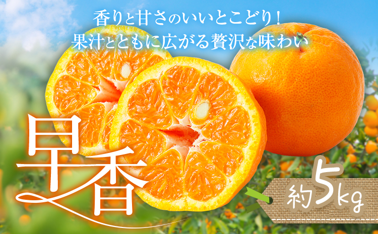みかん 早香 5kg 髙橋商店《11月下旬-1月中旬頃出荷》熊本県 苓北町 柑橘 かんきつ 果物 フルーツ ポンカン 温州みかん 蜜柑---reihoku_ths_5_5kg---