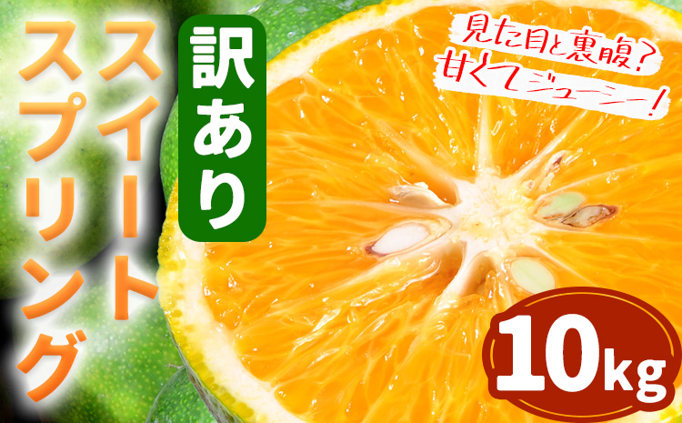 [先行予約]訳あり ご家庭用 スイートスプリング 約 10kg 柑橘 かんきつ 果物 フルーツ 品種 生産者直送 産地直送 南国 潮風 天草 西海岸 苓北 都呂々 国産 九州 熊本県 10キロ 送料無料[2025年12月上旬-2026年1月下旬頃出荷]---reihoku_trm_16_10kg---st-p
