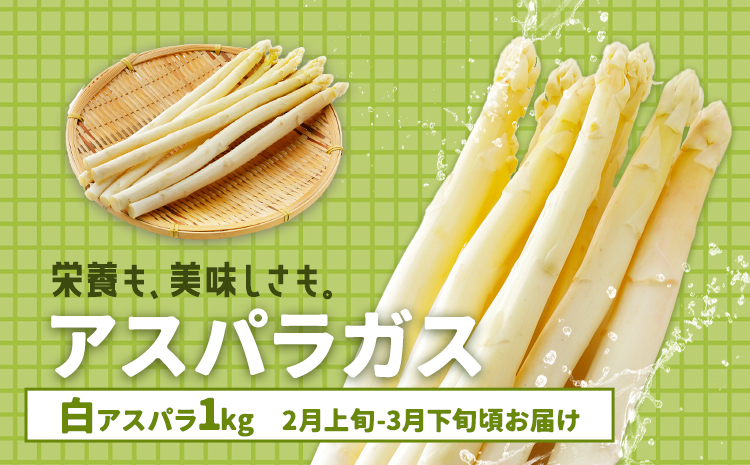 アスパラガス ホワイト 春アスパラ 1束 100g 10束 髙橋商店[2月下旬-3月下旬]熊本県 苓北町 野菜 アスパラ アスパラベーコン---reihoku_ths_8_10p---