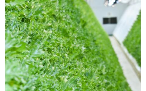 完全無農薬レタス　夢野菜詰め合わせ15袋セット