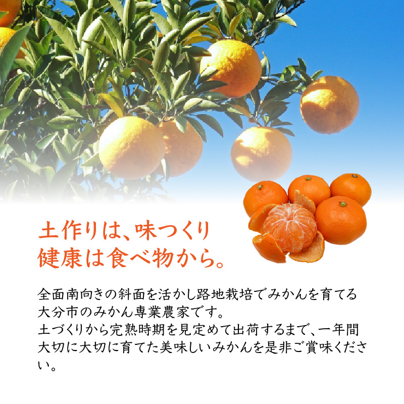 森﨑農園のこだわりみかん 約5kg 極早生～ 早生～蔵出しまで