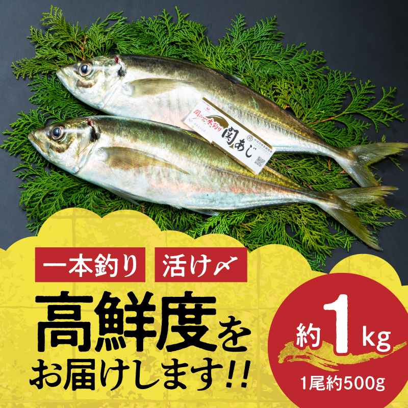 関あじ（鮮魚セット）2尾