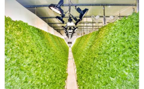 完全無農薬レタス　夢野菜詰め合わせ15袋セット