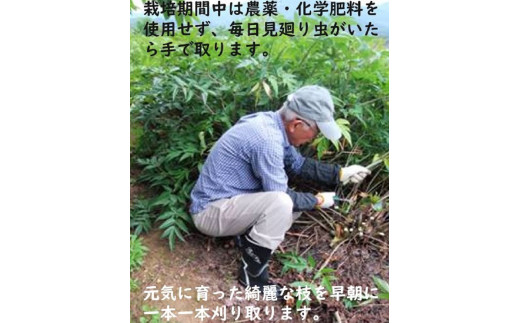 日本山人参（ヒュウガトウキ）粉末　本場大分県産