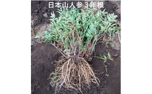 日本山人参（ヒュウガトウキ）粉末　本場大分県産