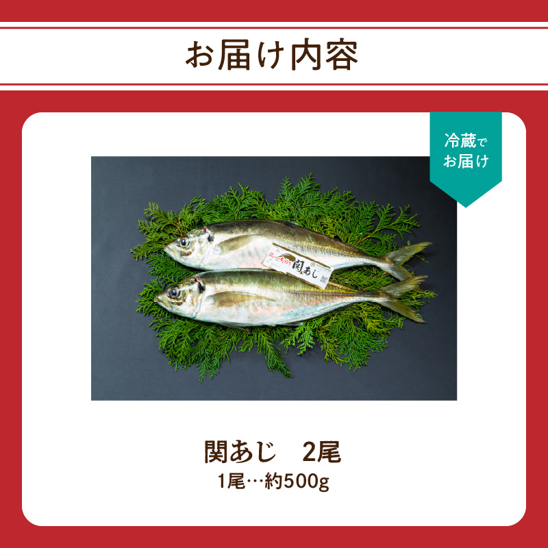 関あじ（鮮魚セット）2尾