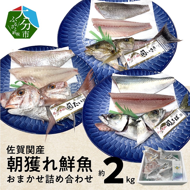 佐賀関産　朝獲れ鮮魚　おまかせ詰め合わせ　約2kg