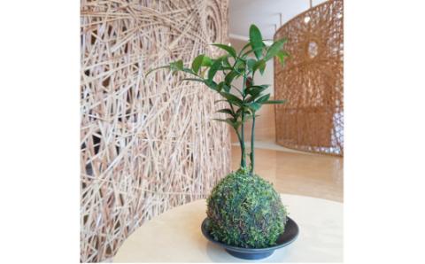 ナギの木の苔玉（皿付き）_B120-001