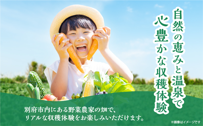 別府 収穫体験ガイド付きツアー(ペア参加・送迎付き)