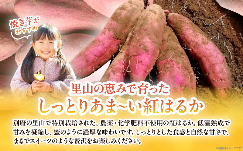 先行予約!!　別府産　蜜いも「紅はるか」5kg