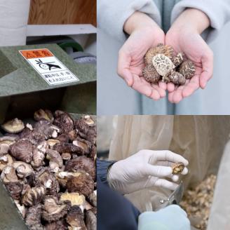 BEPPU OCHARD（ベップ オチャード）しいたけ茶35g入 7袋セット_B079-009