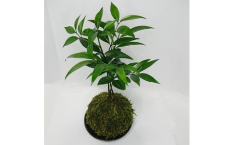 ナギの木の苔玉（皿付き）_B120-001