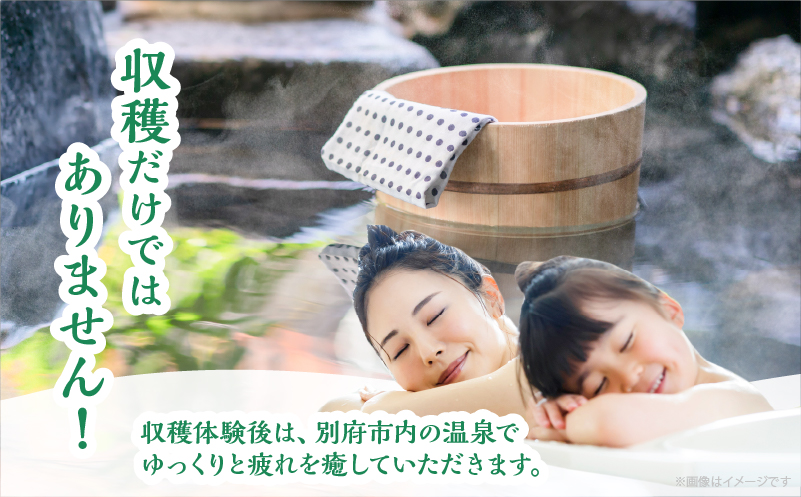 別府 収穫体験ガイド付きツアー(ペア参加)