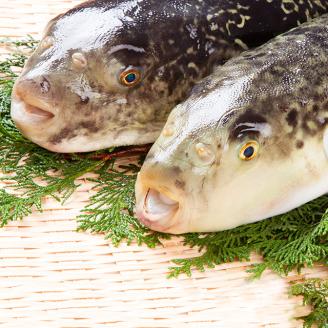 天然とらふぐ専門店　ふぐ松お食事券【天然とらふぐのコース料理 1名様分】_B149-003