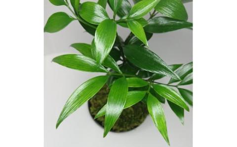 ナギの木の苔玉（皿付き）_B120-001