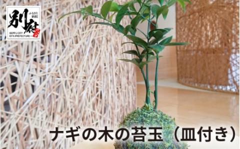 ナギの木の苔玉（皿付き）_B120-001