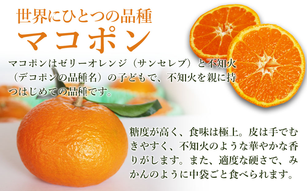 【先行予約】 紅モンスター マコポン 10~12玉