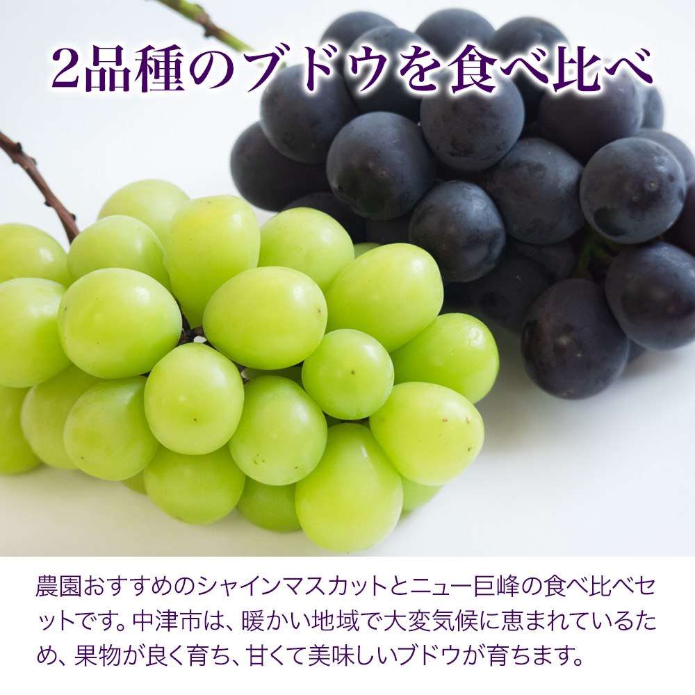 宮内果樹観光園のシャインマスカットとニュー巨峰 約2kg | フルーツ 果物 くだもの ぶどう ブドウ 葡萄 シャインマスカット マスカット 巨峰 セット 食べ比べ 産地直送 大分県 中津市