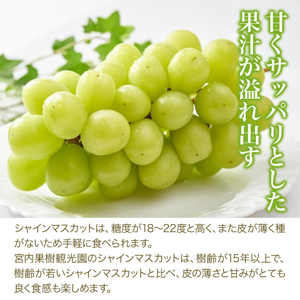 【数量限定】宮内果樹観光園のシャインマスカット 約1kg 2房前後 | フルーツ 果物 くだもの ぶどう ブドウ 葡萄 シャインマスカット マスカット 産地直送 大分県 中津市