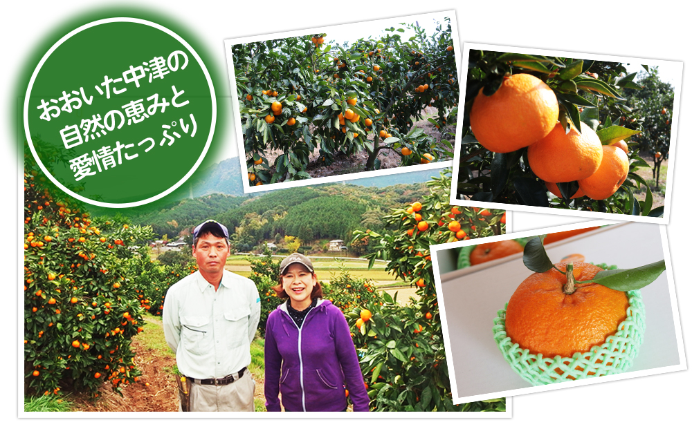 【先行予約】 紅モンスター マコポン 10~12玉