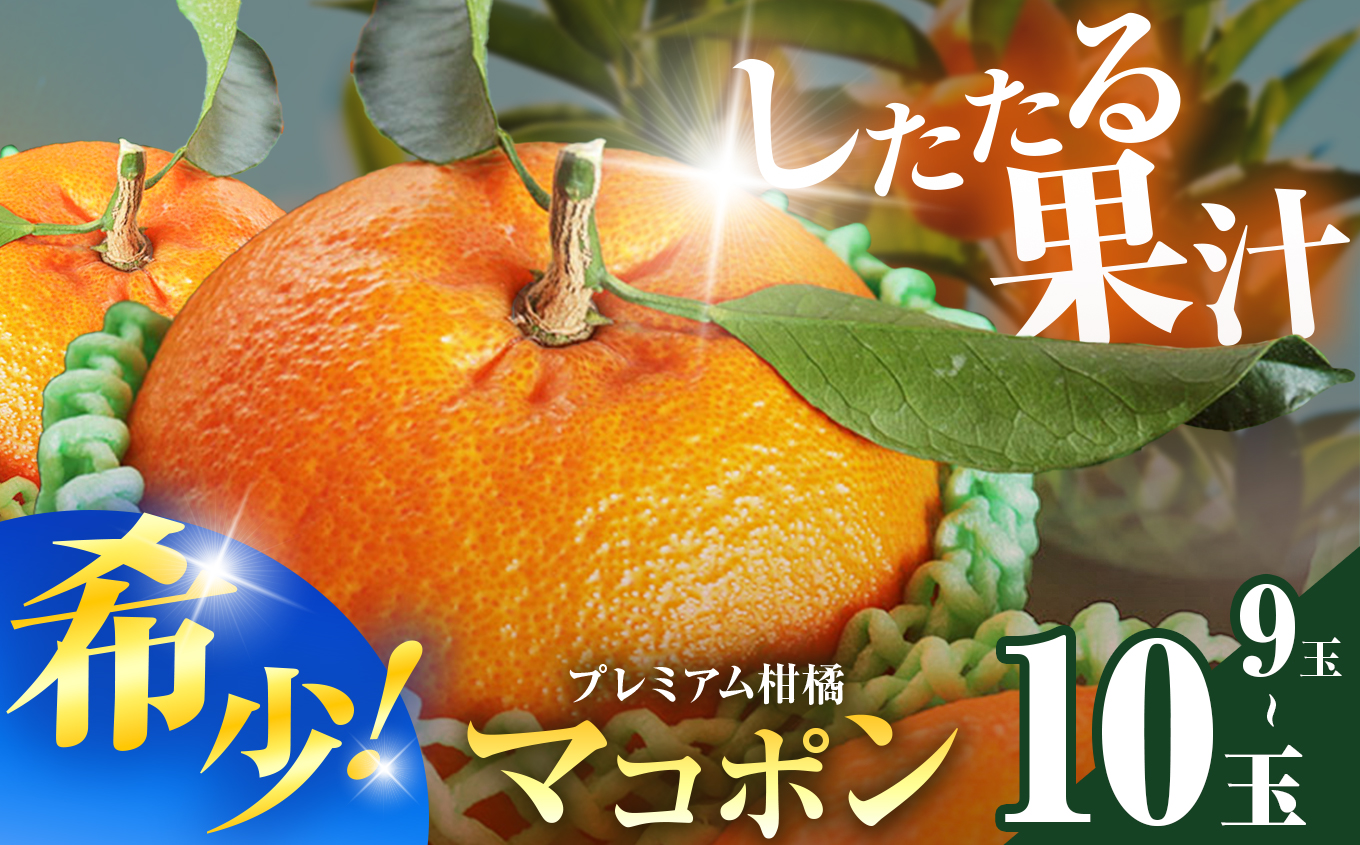 【先行予約】 紅モンスター マコポン 10~12玉