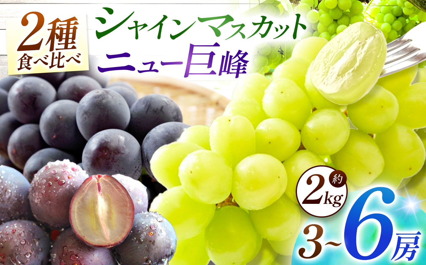 宮内果樹観光園のシャインマスカットとニュー巨峰 約2kg | フルーツ 果物 くだもの ぶどう ブドウ 葡萄 シャインマスカット マスカット 巨峰 セット 食べ比べ 産地直送 大分県 中津市