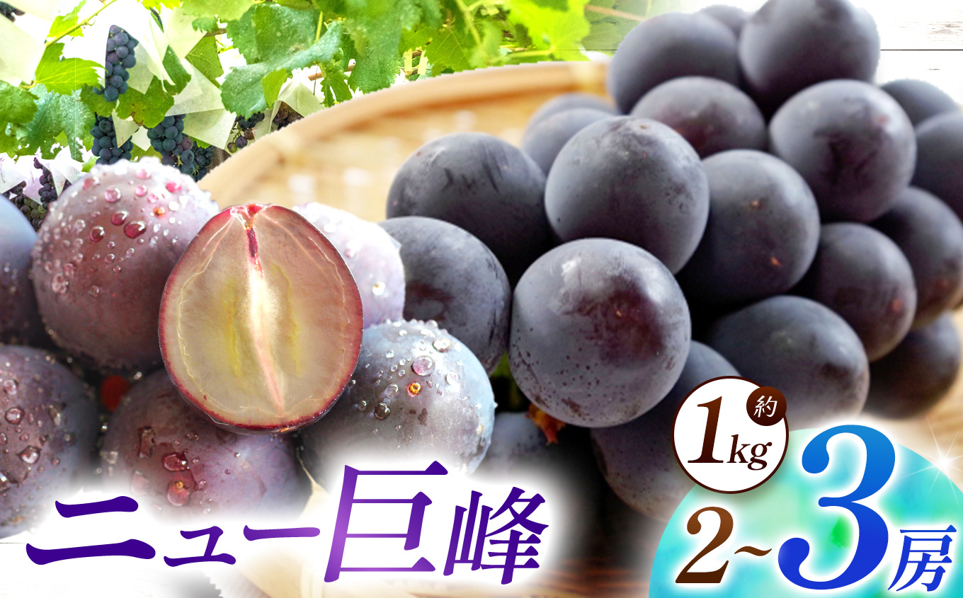 【数量限定】宮内果樹観光園のニュー巨峰 約1kg ぶどう 2～3房 | フルーツ 果物 くだもの ブドウ 葡萄 巨峰 ニュー巨峰 産地直送 大分県 中津市